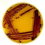 Microbiology