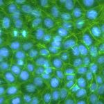 Human Kidney Cells
